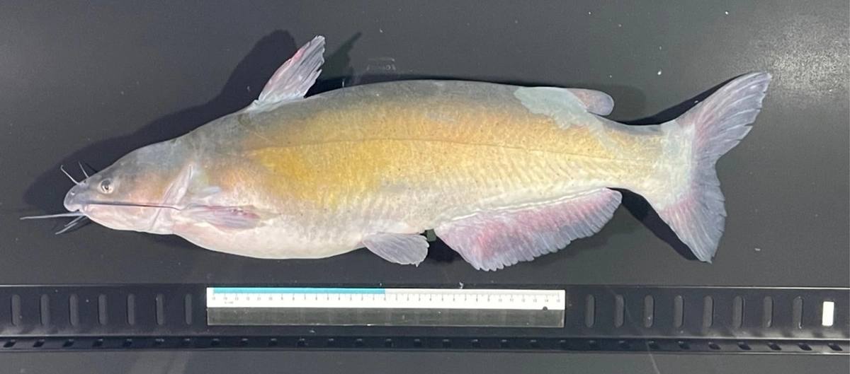 【ナマズ紹介⑤】チャネルキャットフィッシュ