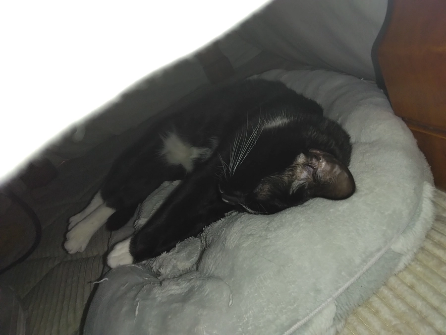 3/24はなちゃんの様子(発作あり)