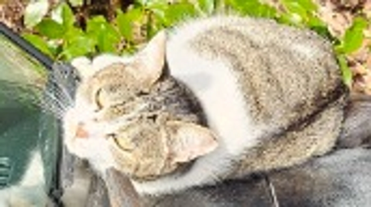 外猫の保護、タラちゃんとモツ