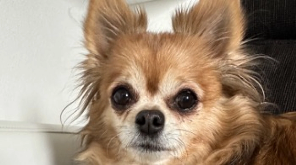 今日のてって【活動報告22日目】