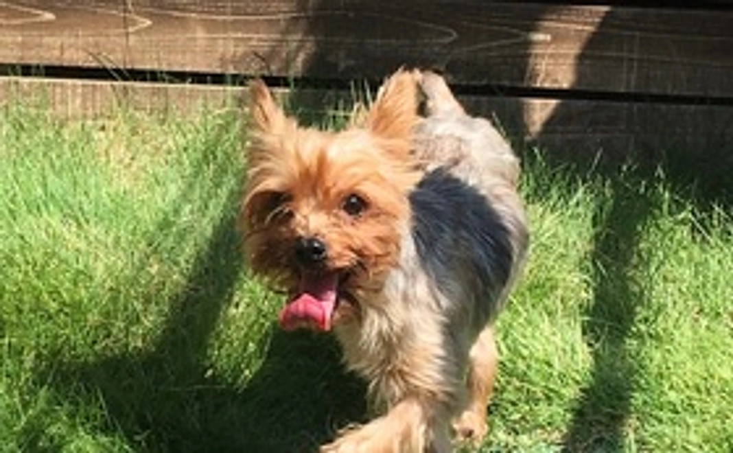 毎月10,000円で継続支援コース（法人・団体向け）　　【はぐくみスポンサー2】