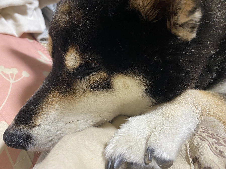 小鉄は甘えん坊