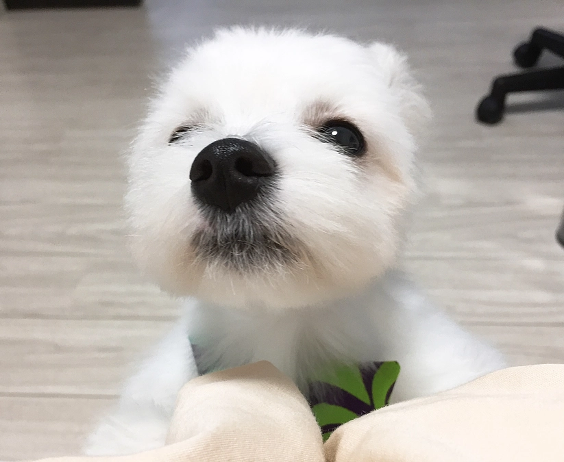 クラウドファンディング挑戦スタート🌸