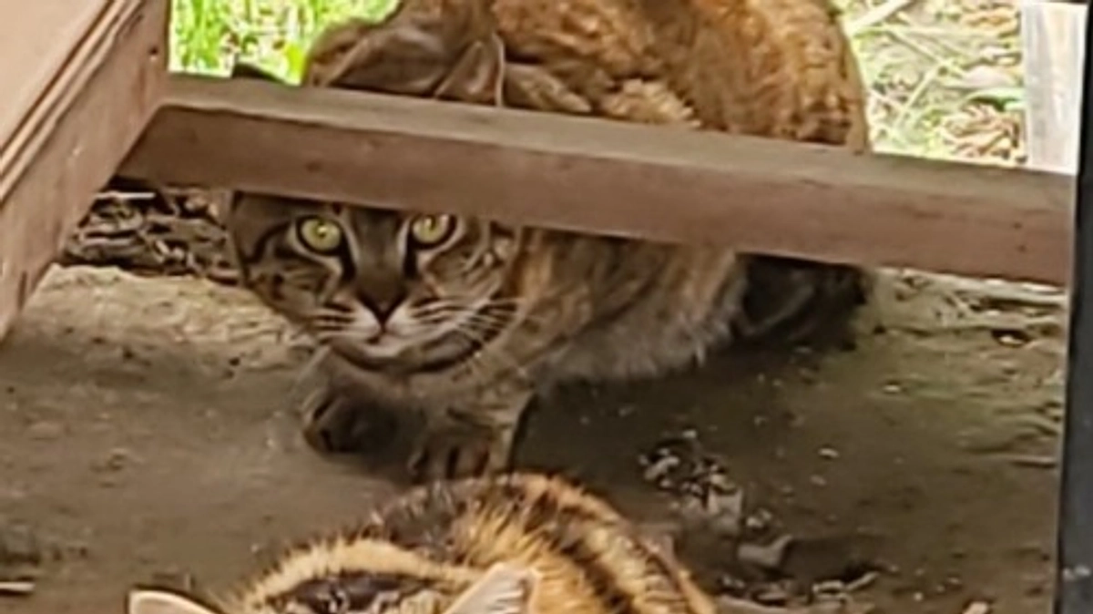 【あと2日🌼 400万円まで3.5万円】見守り続けていた餌場が存続の危機。ご飯を買いに走りました。