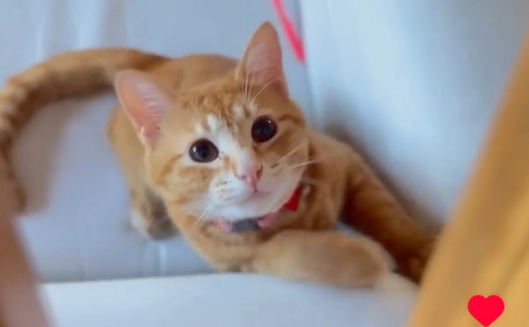 トラちゃん！まだまだ頑張るぞ！