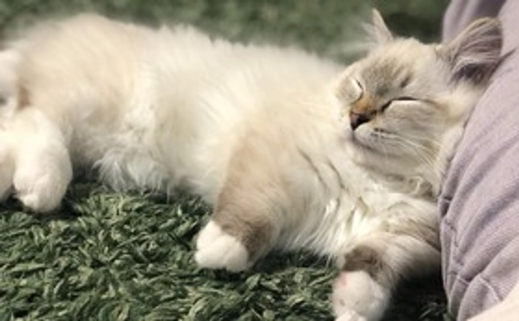 【モネ応援】1,000円