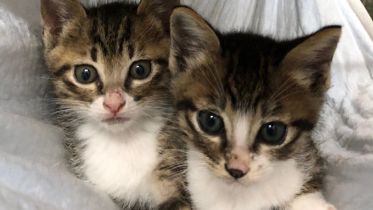 TNR活動を応援！厳しい環境で生きるのら猫を増やさないために。