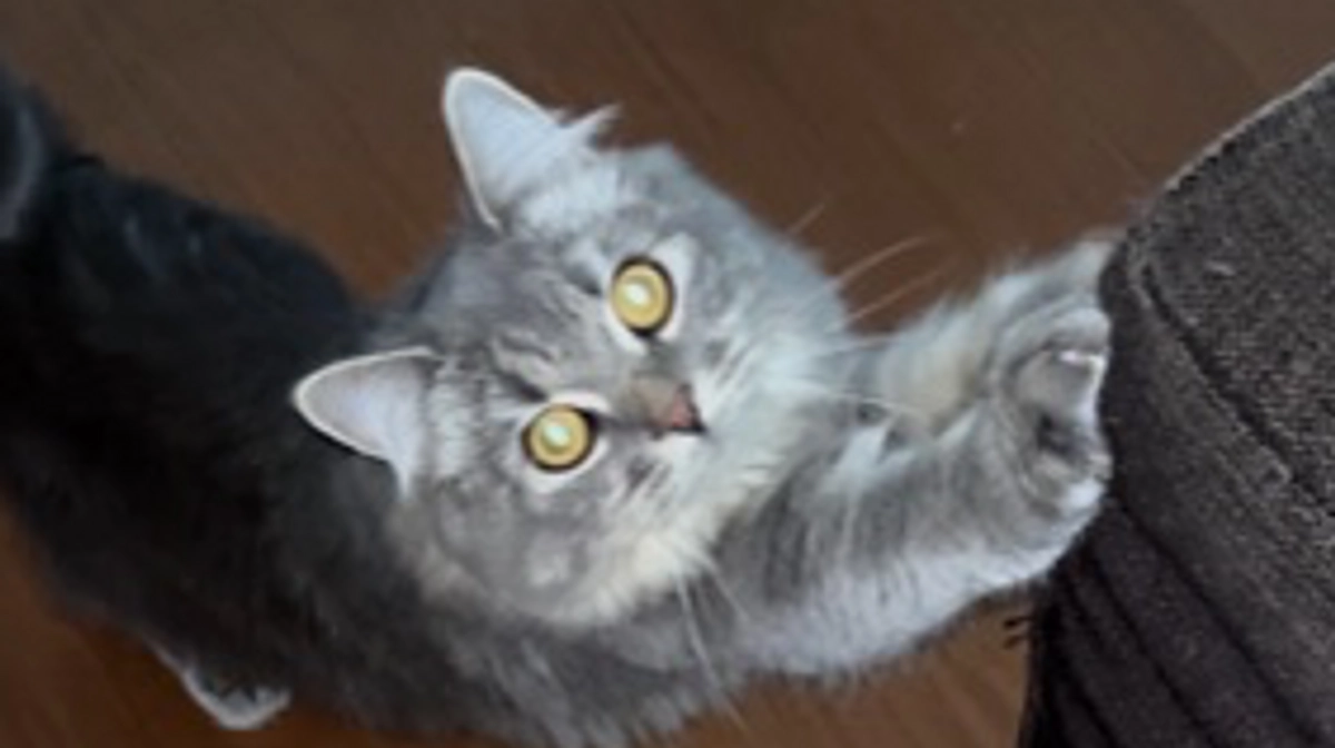 闘病４３日目　むぎとーちゃんの報告