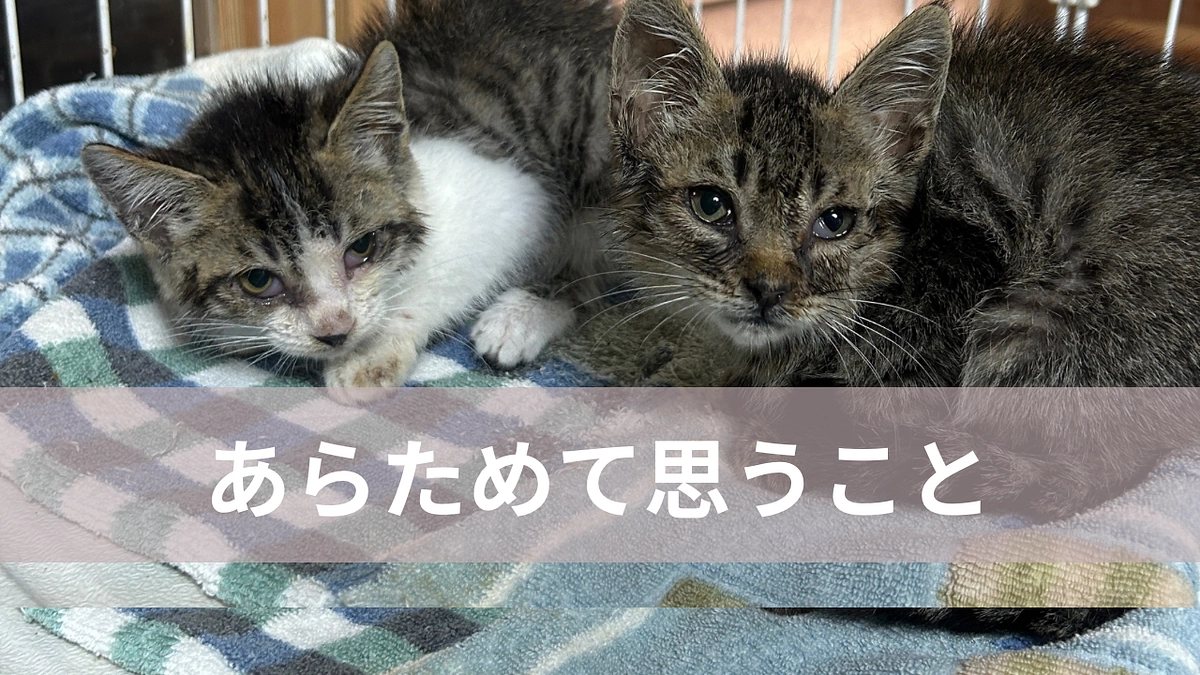 今年の夏を終えてあらためて思うこと