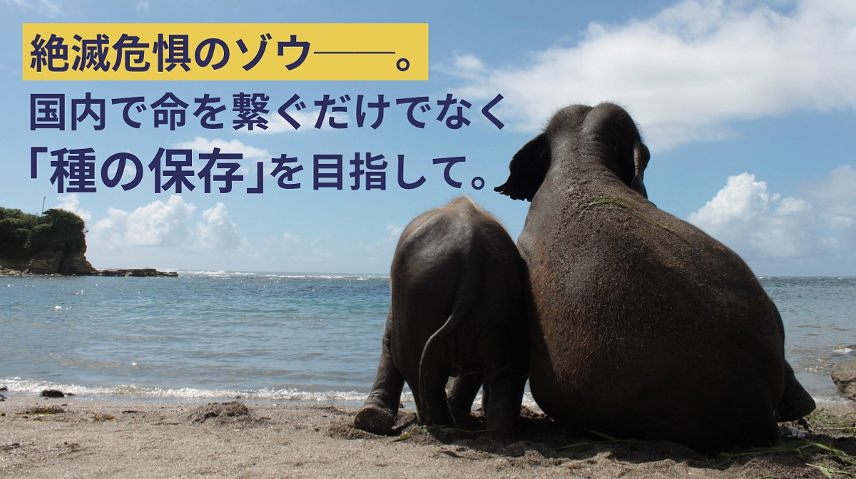 日本国内での繁殖成功は「ゾウの絶滅危機を救う」一歩に繋がる。