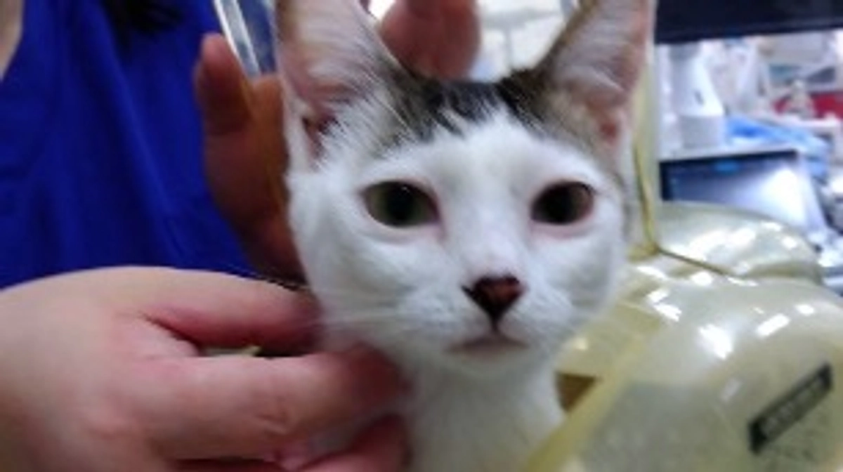 こはるの避妊手術を済ませました