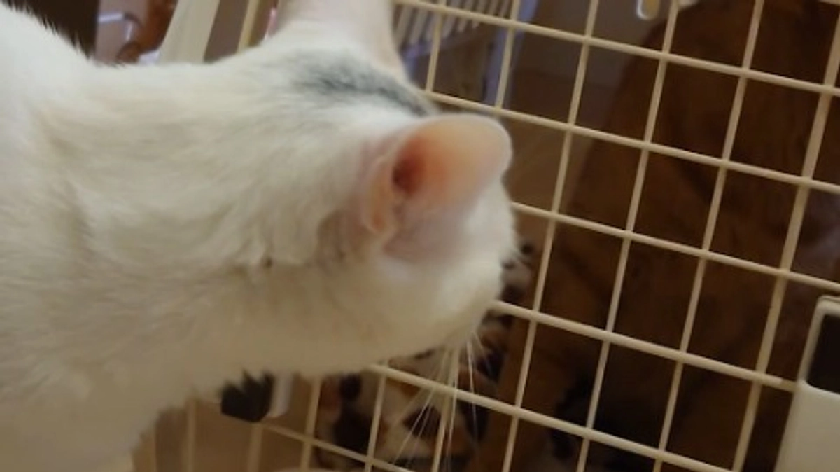 🐈ヨッちゃん別の検査を受けることになる～薬の効きが悪い編～🐈