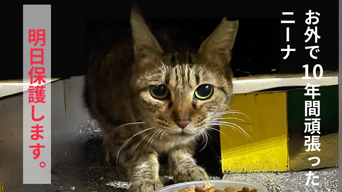 【小さな命が消えてしまう前に】・・・緊急保護する事にしました。