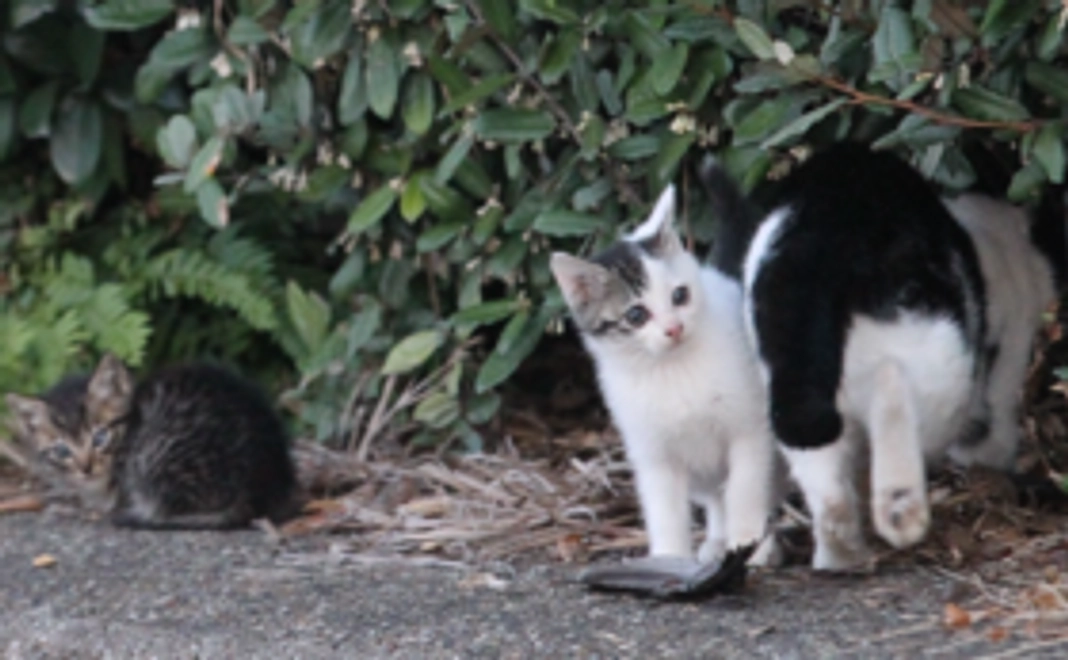 名古屋港TNRプロジェクト3710活動応援　3,000円