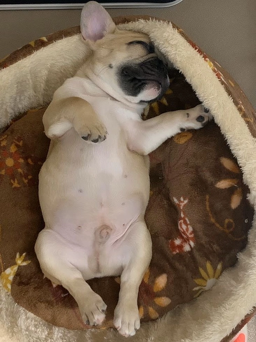 ちくわのお迎え日記①