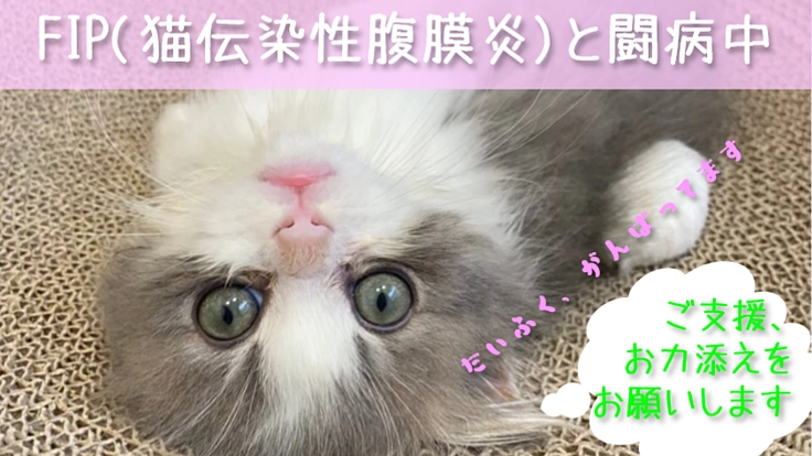 FIP混合型発症の大福の新薬での治療費用のご支援のお願い