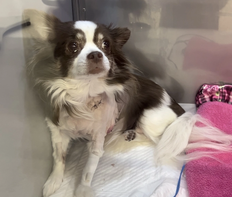 2023.12.07  術後二日目。