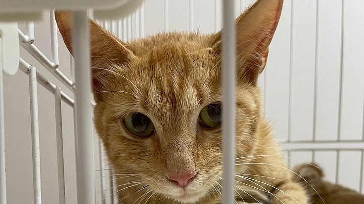 助けてください！交通事故にあった猫を保護しました。