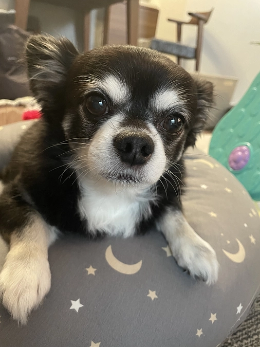 プロジェクト公開