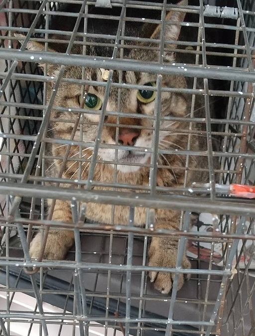 ネクストゴール挑戦中！残り７時間となりました。