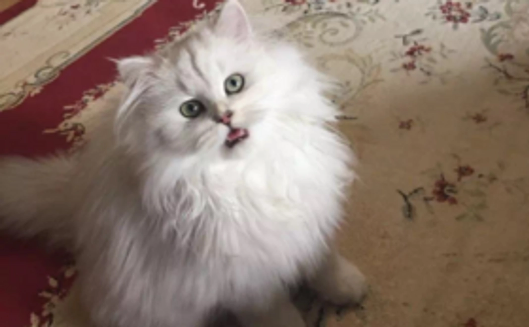 ナッティのお礼の手紙