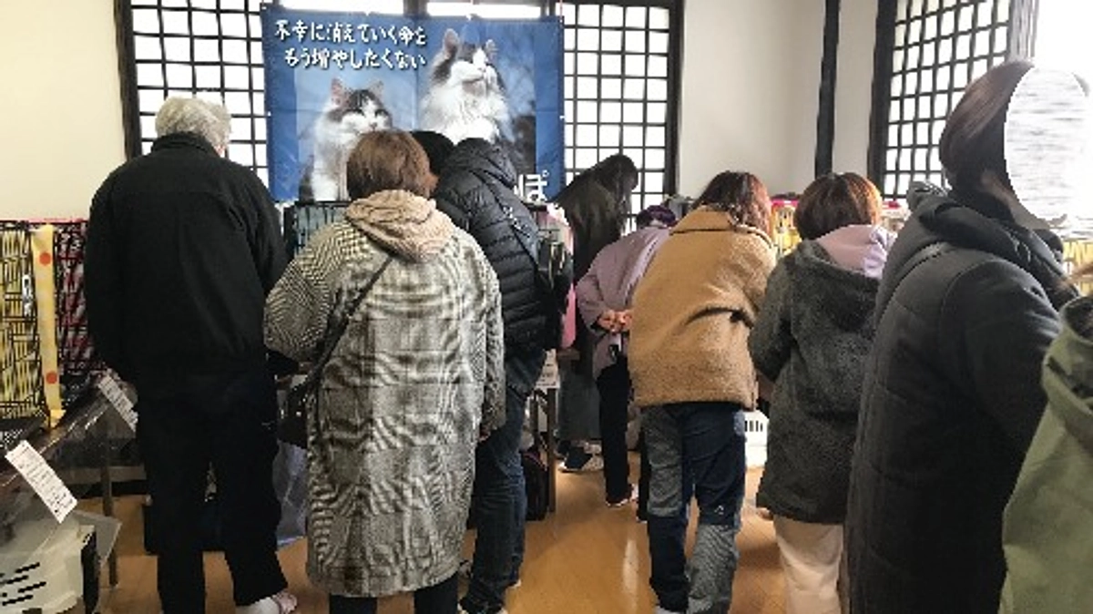 今日の里親会では6匹