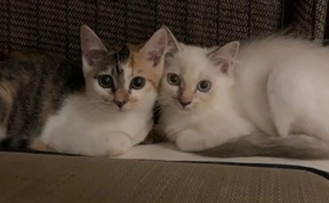 【3,000円】応援コース