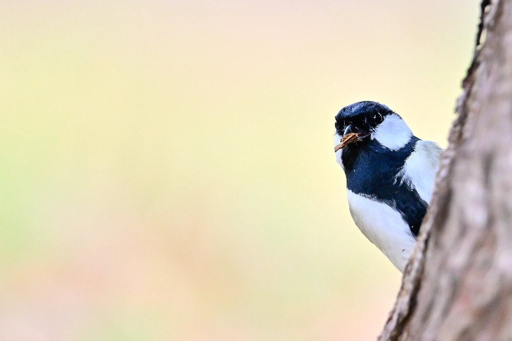 ラジオにゲスト出演します！