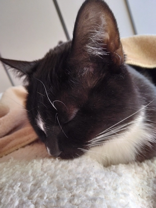 2/24はなちゃんの様子(発作あり)