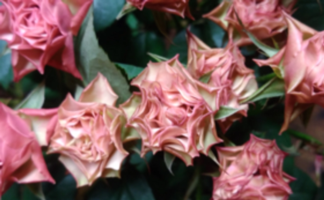 【お気持ち応援コース】報告のメールをお送りします