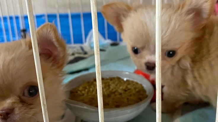 保護の犬と猫に快適な環境を作りたい。