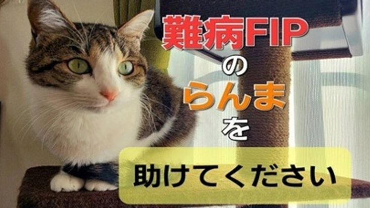 FIP(猫伝染性腹膜炎)闘病中の元捨て猫、らんまを助けてください