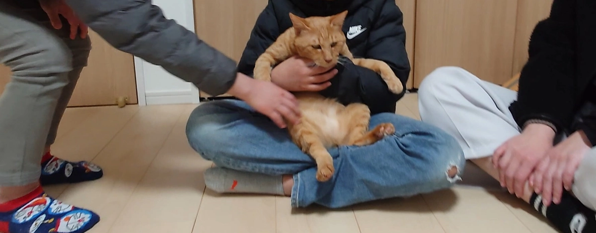 🐈ヨッちゃん甥っ子たちにかわいがられる～されるがまま編～🐈