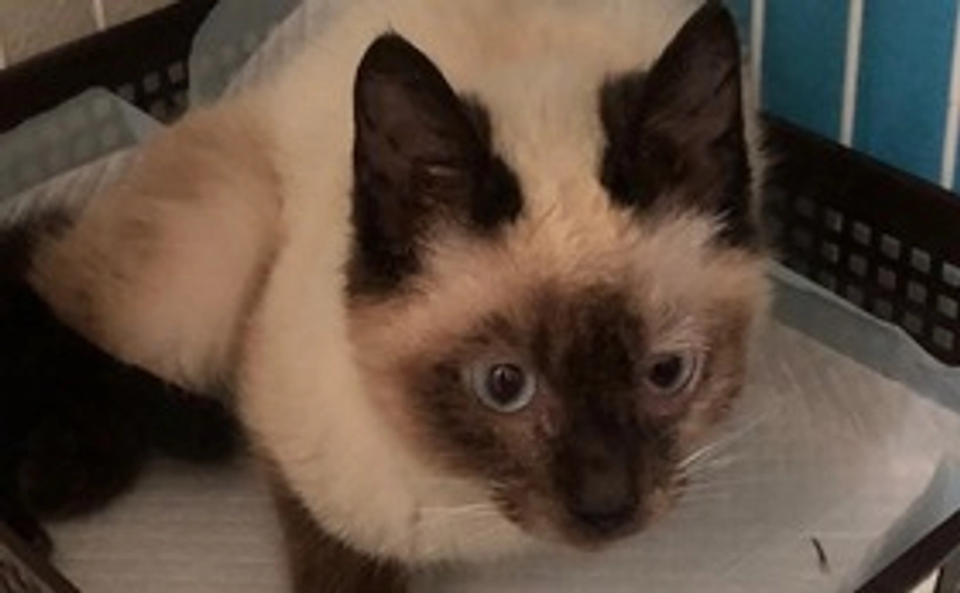 レイちゃん応援コース500