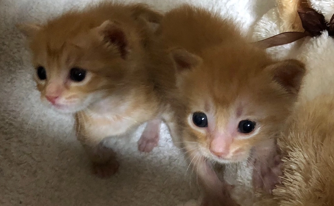 保護猫カフェtormentaペア招待権