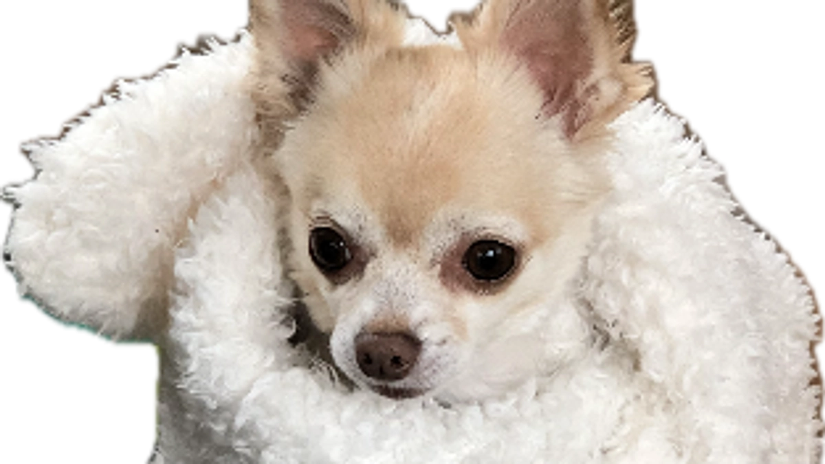 妖怪ひざ掛けババア