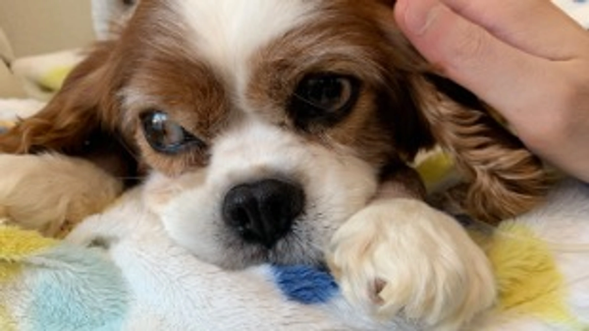 術後21日目。ルイ腸炎でした。