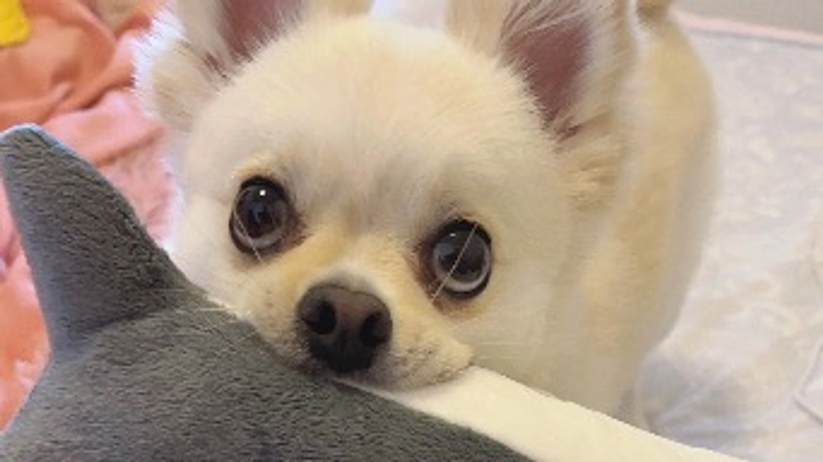 クラファン残り38日