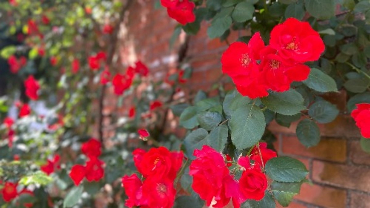 バラが見ごろを迎えました