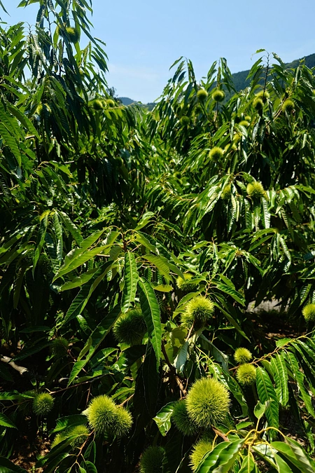 締め切りまで残り7日