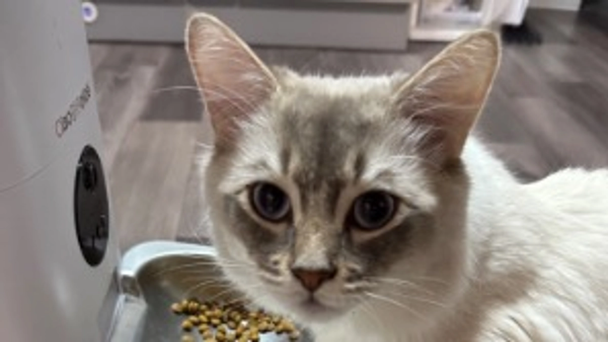 心房中隔欠損症の手術