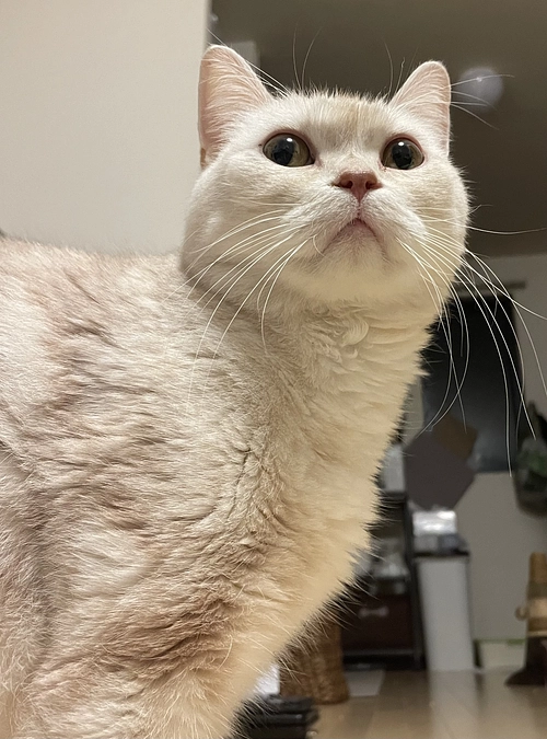 成立しました‼️皆様ありがとうございました🙇‍♀️