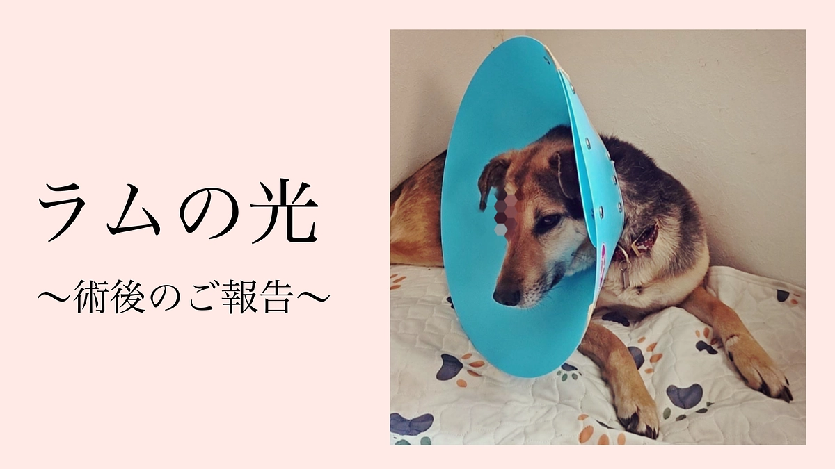 ラムの手術と近況につきまして