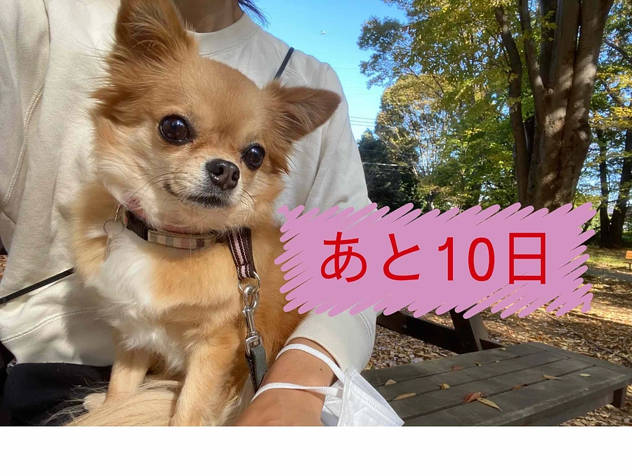 あと１０日