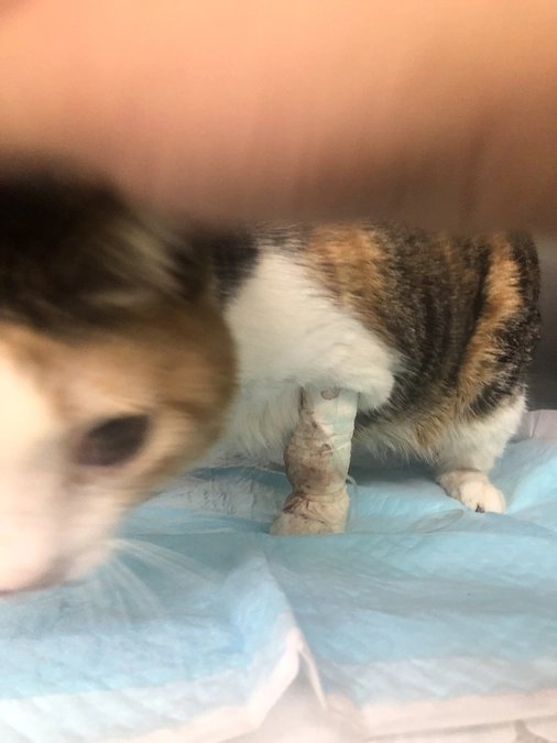 経過報告◆3〜7日目