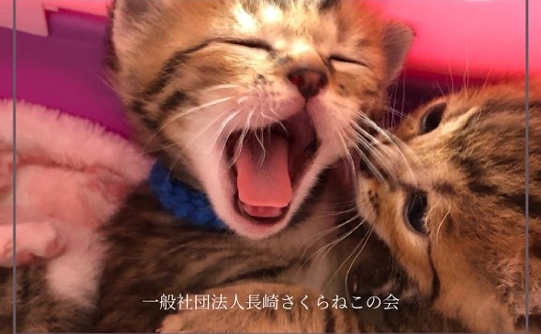 全力応援コースはじめの一歩