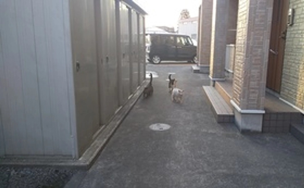 感謝のメール、にゃんこ達の動画を送らせていただきます！！