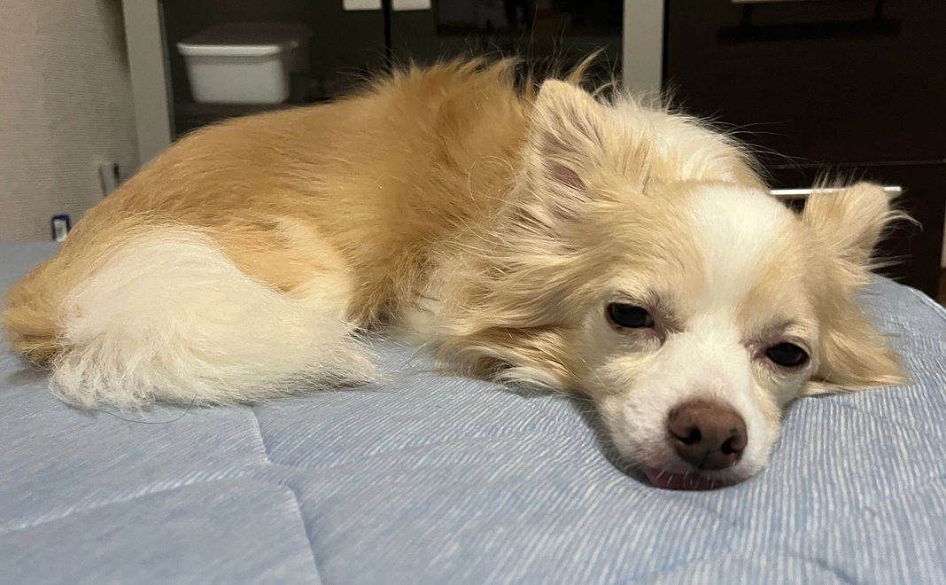 ハク頑張れ！！