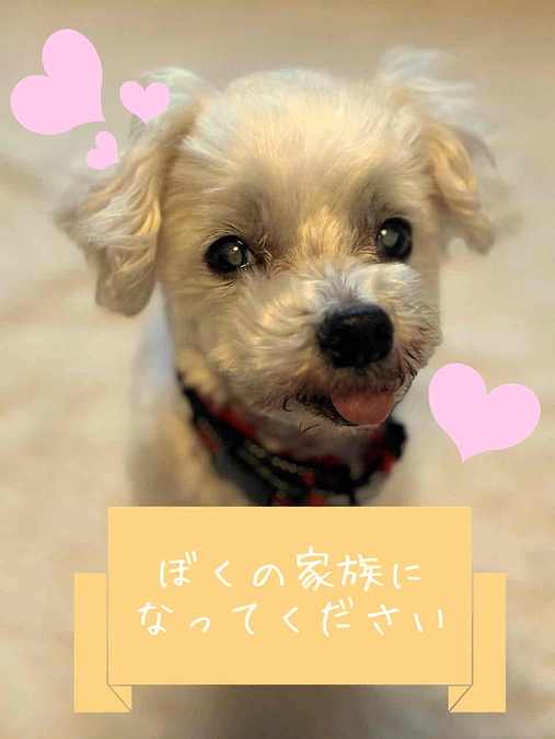 てんてん、里親さん募集開始しました！