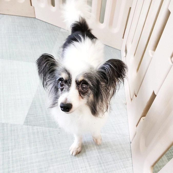 本日よりチョコちゃんのプロジェクトがスタートしました！！！